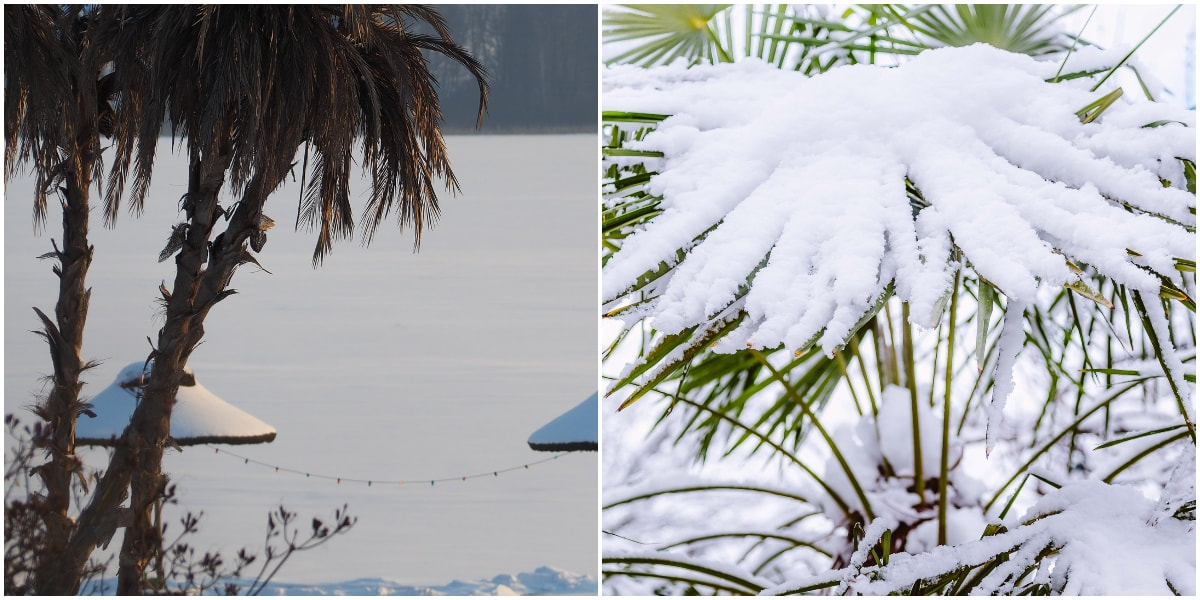 Does it snow in Florida? Where to see snow in Florida this season